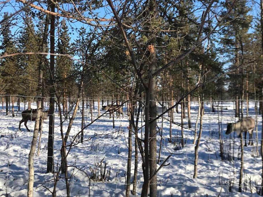 Tievaharju * Kittila (Lapland)